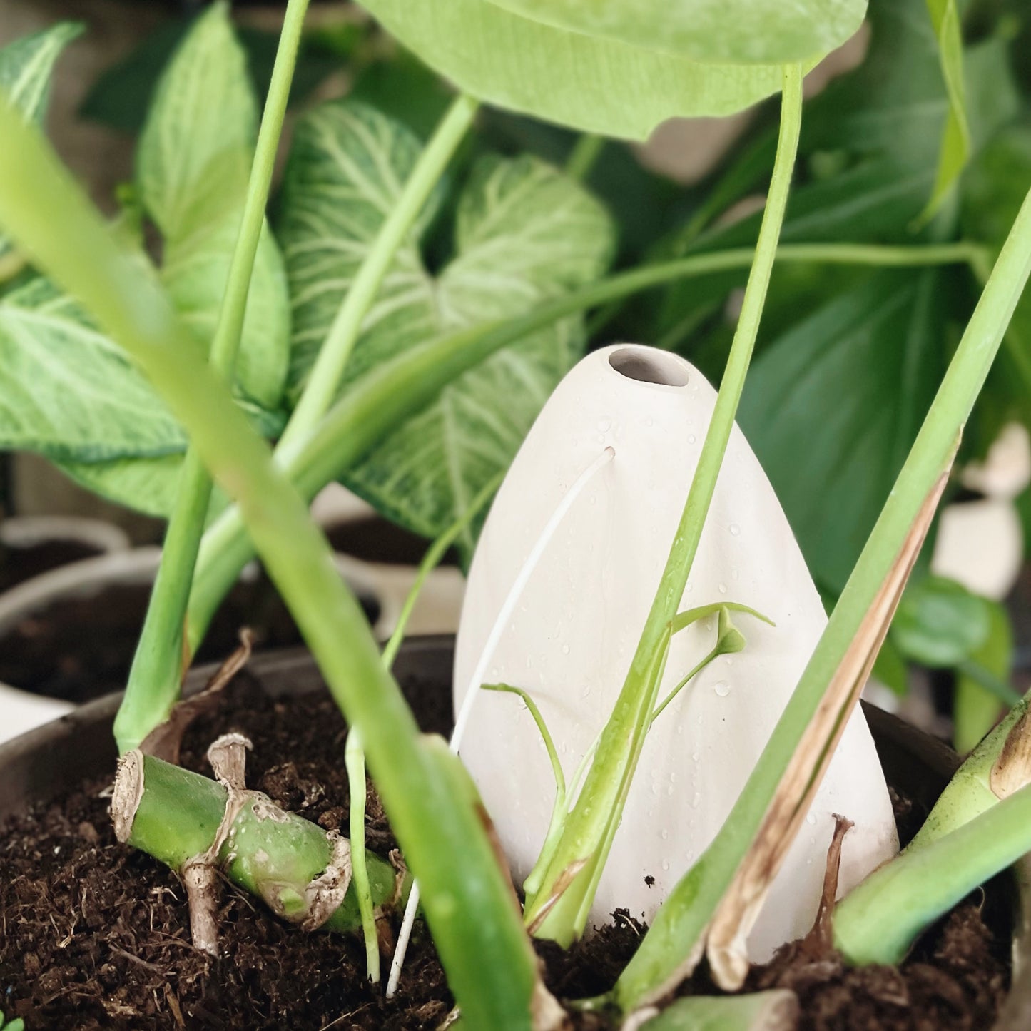 Set of 2 Self-Watering Stones LARGE, for medium and large plants